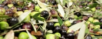 Zeytin &Ccedil;eşitleri