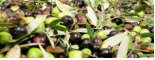 Zeytin Çeşitleri